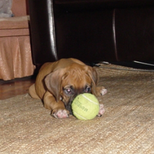 tennis Ball - 8 weeks