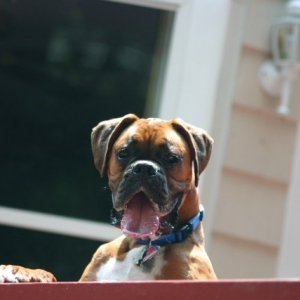 Hamlet "guarding"