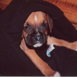 Hoya 6 wks old