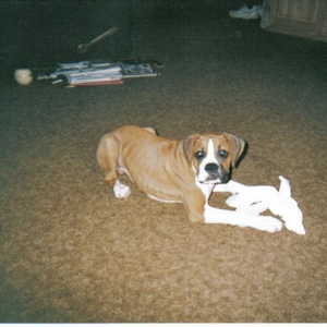 Rocky loves socks