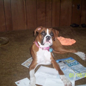 oops Daisy got the mail