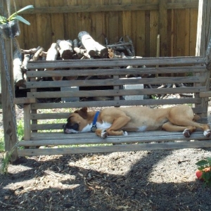 A dog's Life...