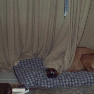 Peek - a - Boo