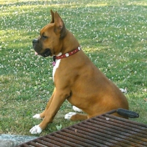 Bella Watching the world go by.....