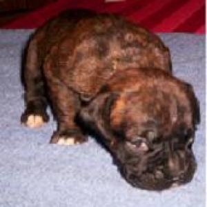 baby capone