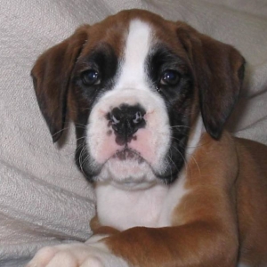 Sasha at 7 weeks