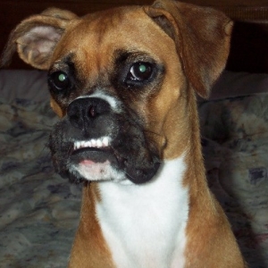 Ohhh, Vicious Doggie!