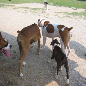 Brutus, Allie, Greta, and Trinity