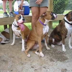 Greta, Brutus, Allie, and Killian