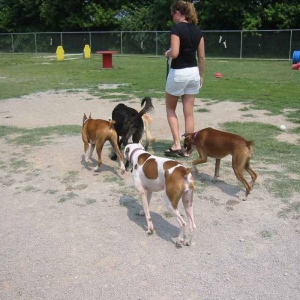 The little wiggle butts greet the new kid.