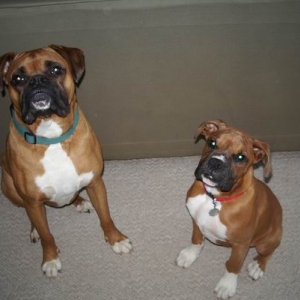 Koda & Deuce