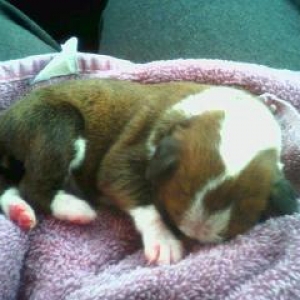 Brody