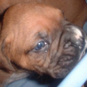 Askum 2.5 weeks old