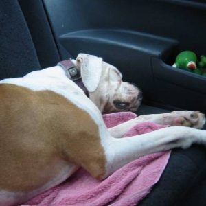 Greta sleeping soundly after the Bash