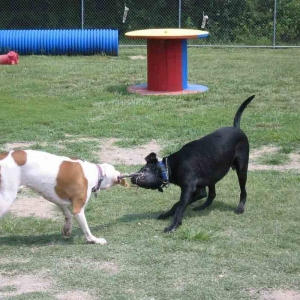 Serious tug-of-war