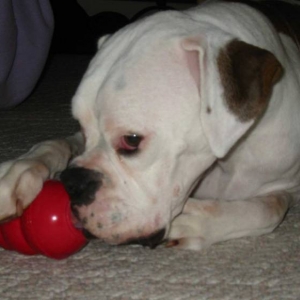 Greta and her Kong.