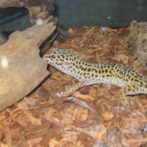 Miss Maestro - our 9 year old Leopard Gecko