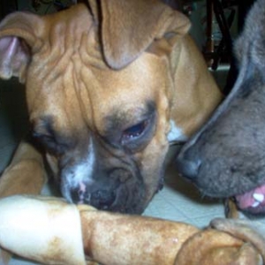Sharing a bone with Banshee