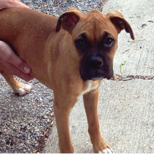 PennyPup
