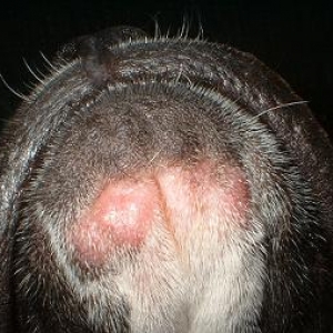 blistered chin