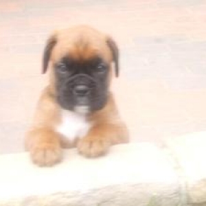 lola 4 weeks
