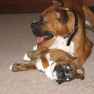 Wrestling