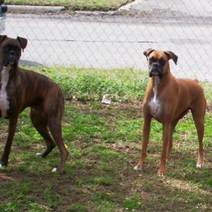 belle and boo