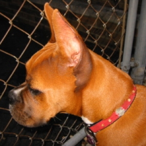 Bella head shot