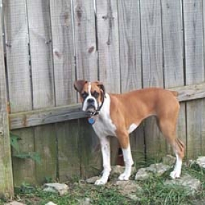 Awesome_Dog