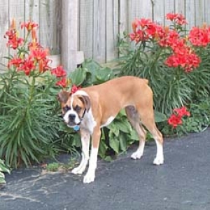 guarding_the_garden