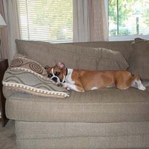 Xena_age_6_months_old