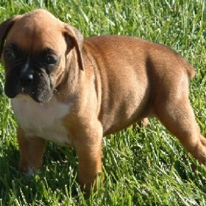 puppy4