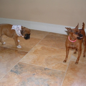 puppy6_1