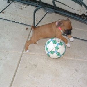 puppy8_1