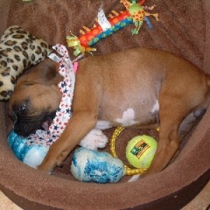 puppy7_1