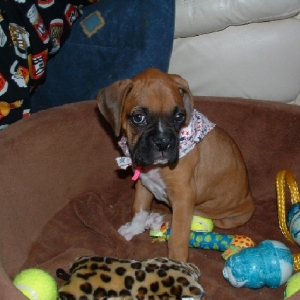 puppy5_1
