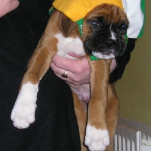 Scooby Ireland Cap