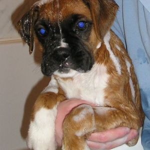 Scooby First Bath 2