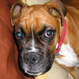 Scooby after waking up