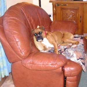 Scooby on my chair!