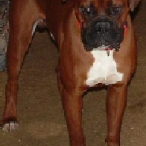 Sir Max