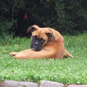 Boxer Baby in Ecuador