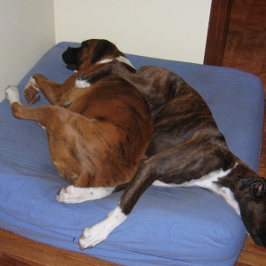 My Bed