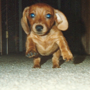 Baby Dachshund.