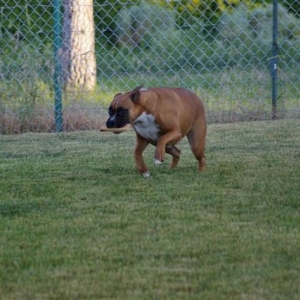 FETCH!