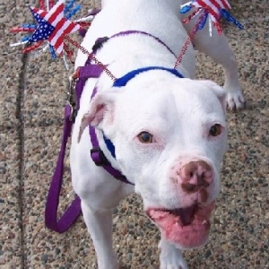 "Happy 4th of July....ooops, I mean WOOF"