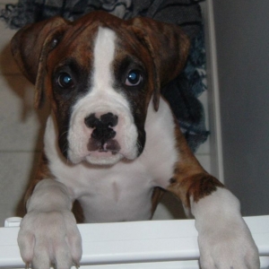 Tyson First Day In New Home At 13 Weeks Old