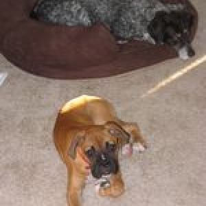 Bentley & Iris