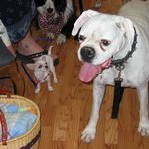 Sir J. (Boxer) & Cholo