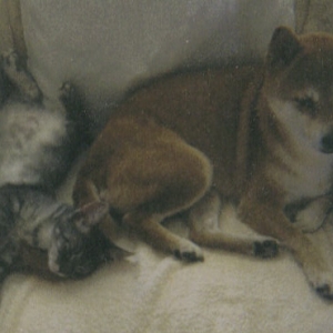 resting